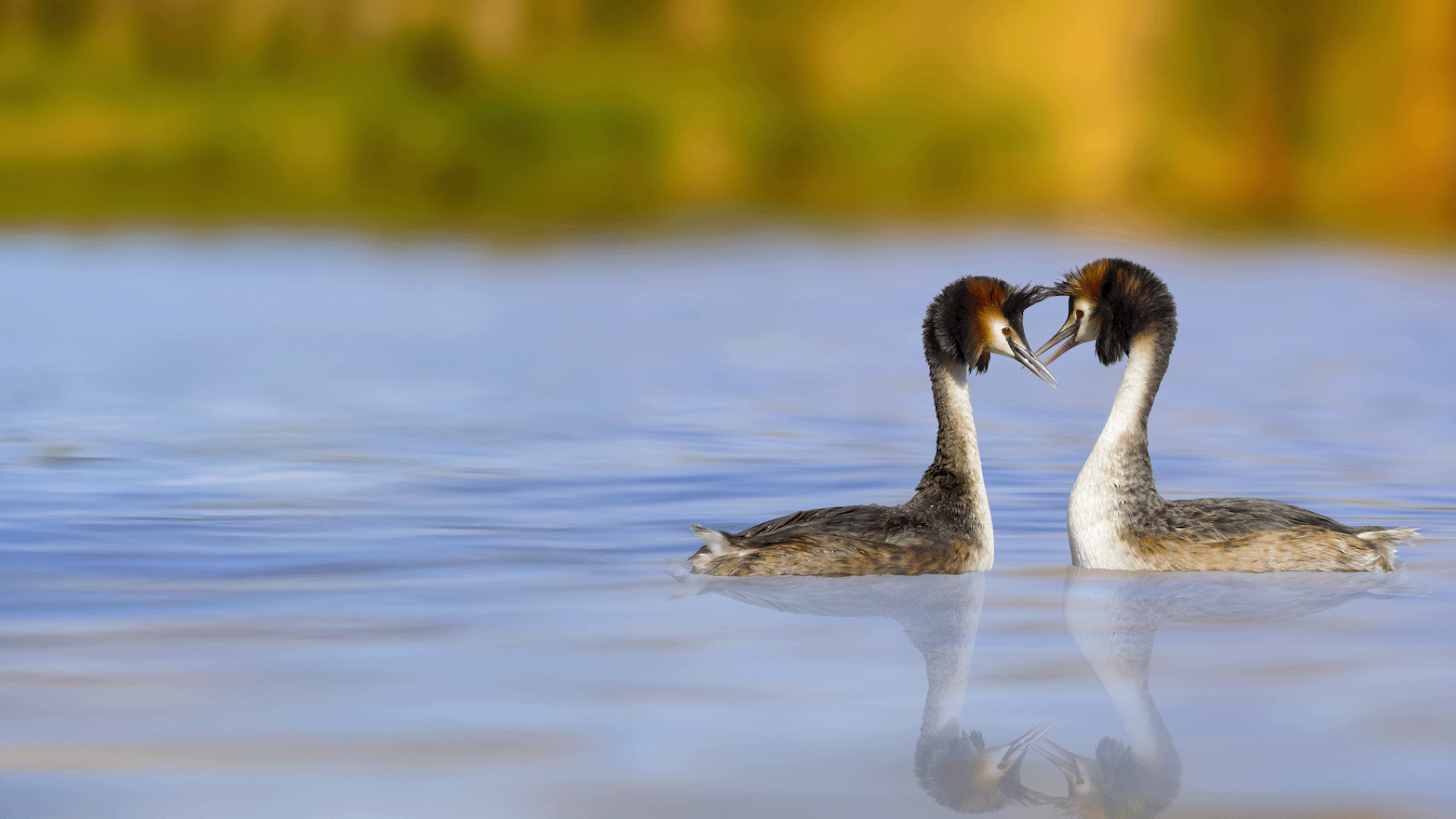 Grèbe huppé(Podiceps cristatus)