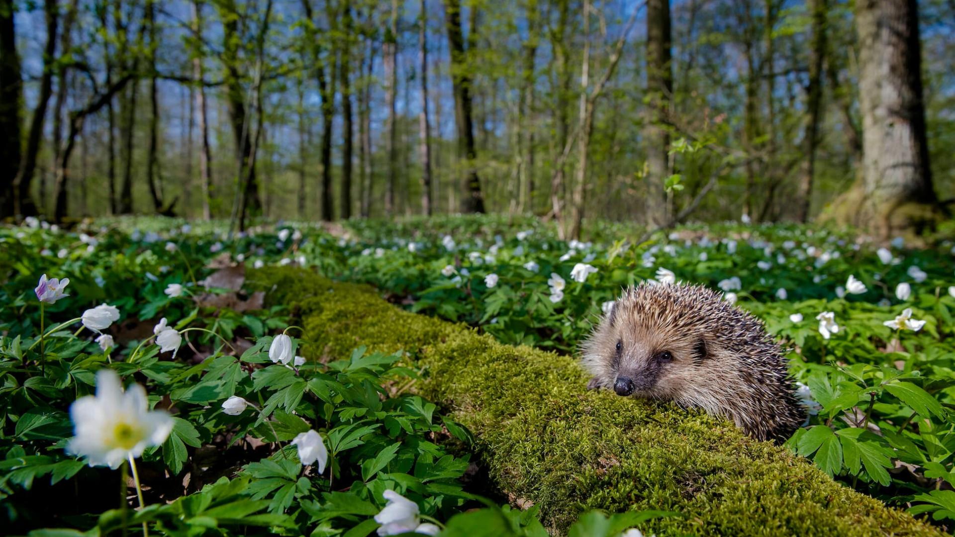 Hérisson dans les bois entouré de fleurs