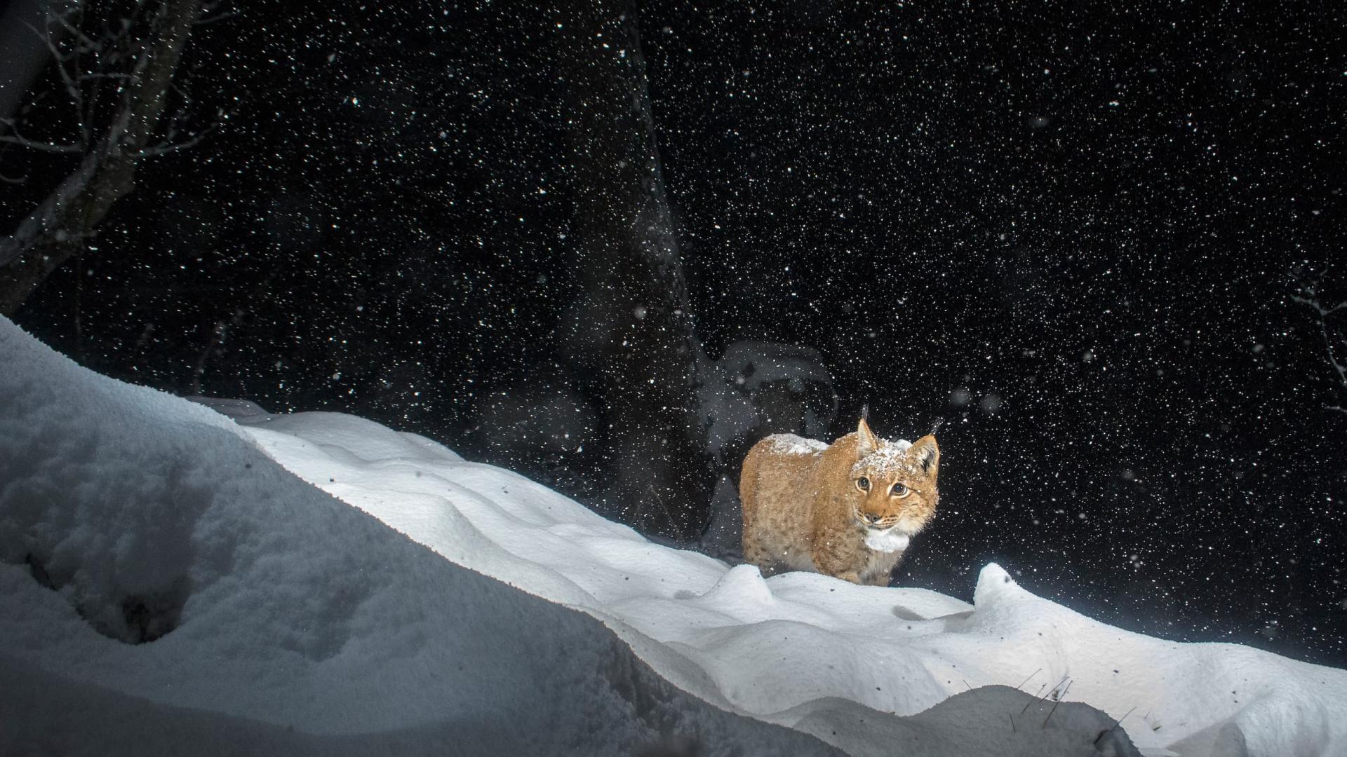 Lynx d'Europe (Lynx lynx) mâle marchant dans la neige la nuit, Suisse, novembre. 
