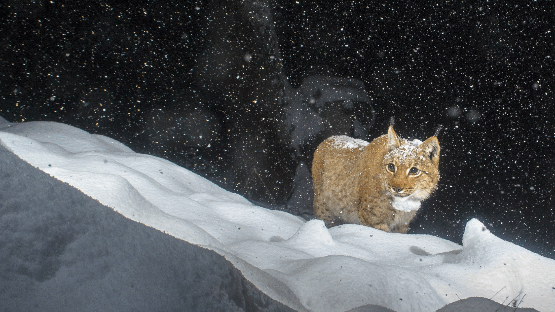 GIF LYNX BORÉAL - CFA 2025
