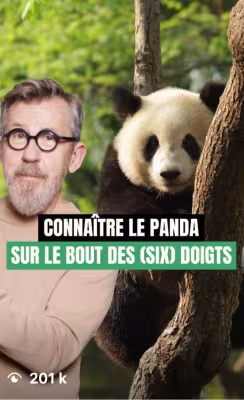 Connaître le panda sur le bout des (six) doigts