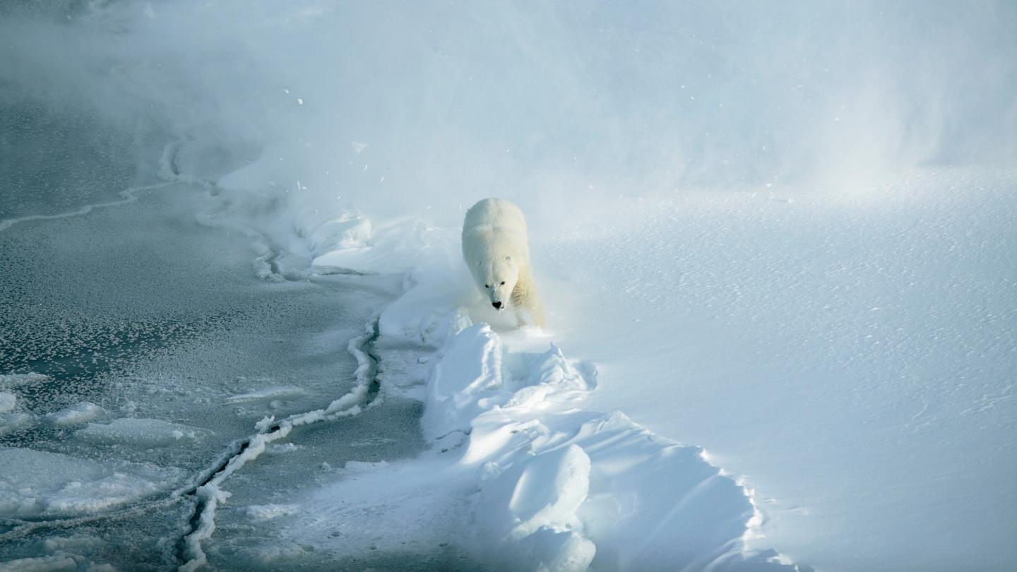 Ours polaire en train de courir dans la neige