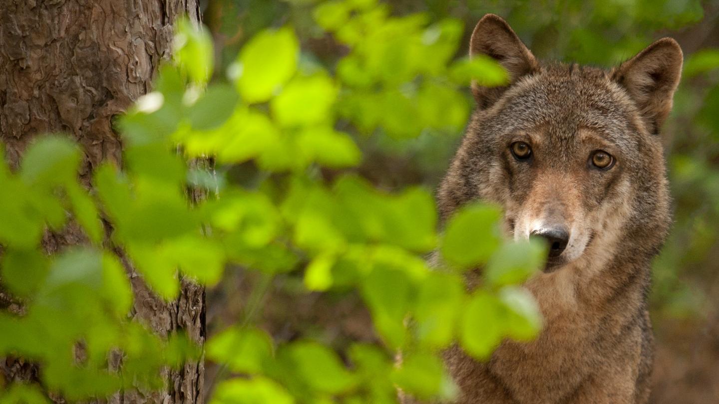 Loup caché dans la forêt / derrière le feuillage