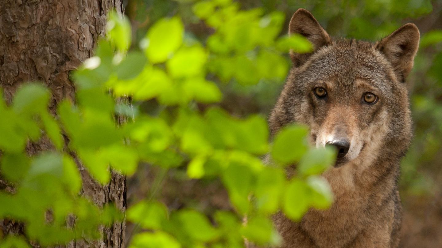 Le loup est toujours une espèce menacée en France