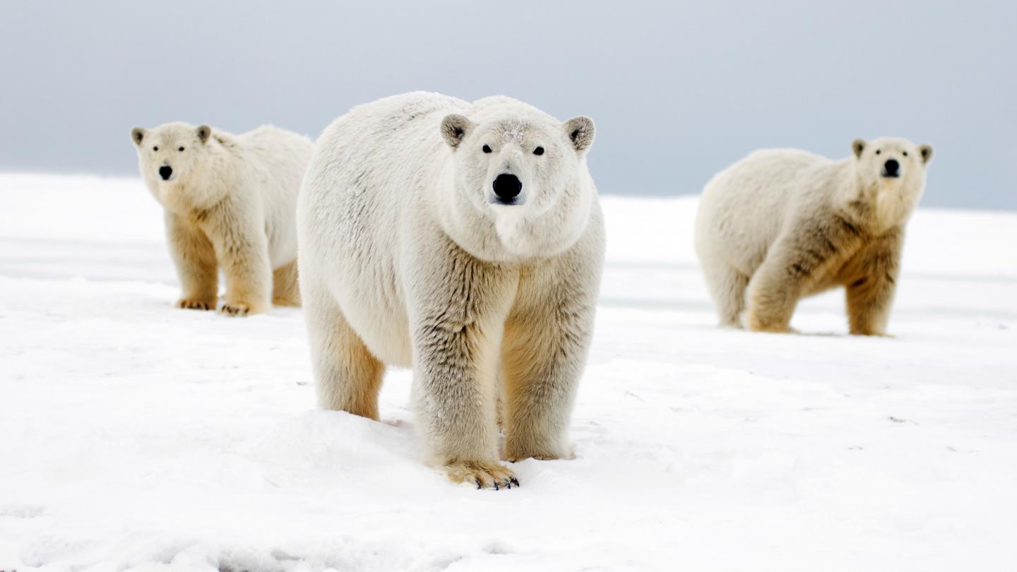 Femelle ourse polaire avec ses deux oursons