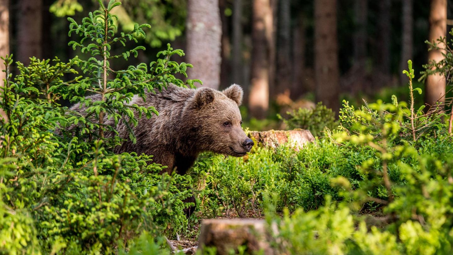 Ours brun (ursus arctos) regarde à droite dans la forêt