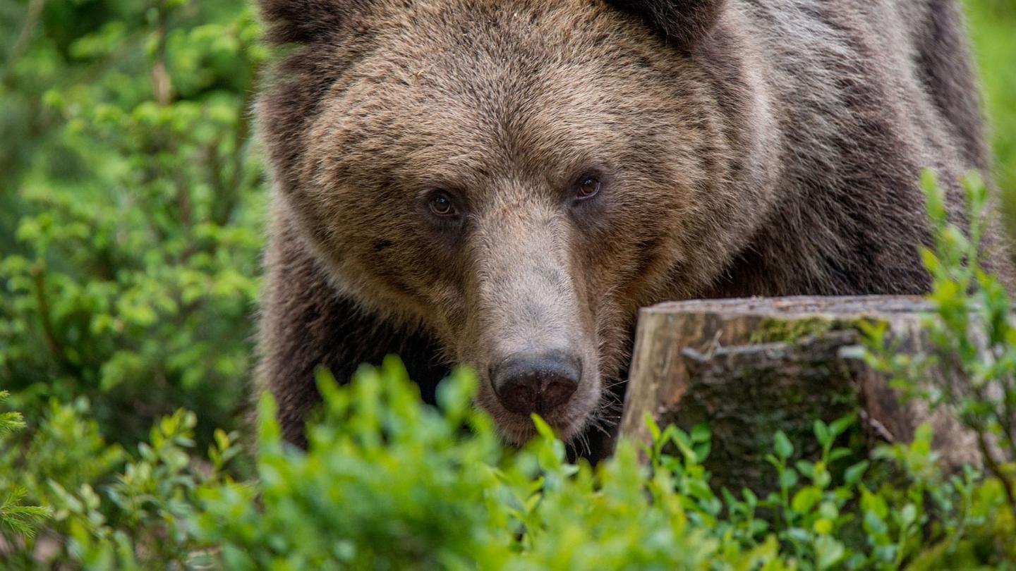 Portrait d'un ours brun (ursus arctos) 