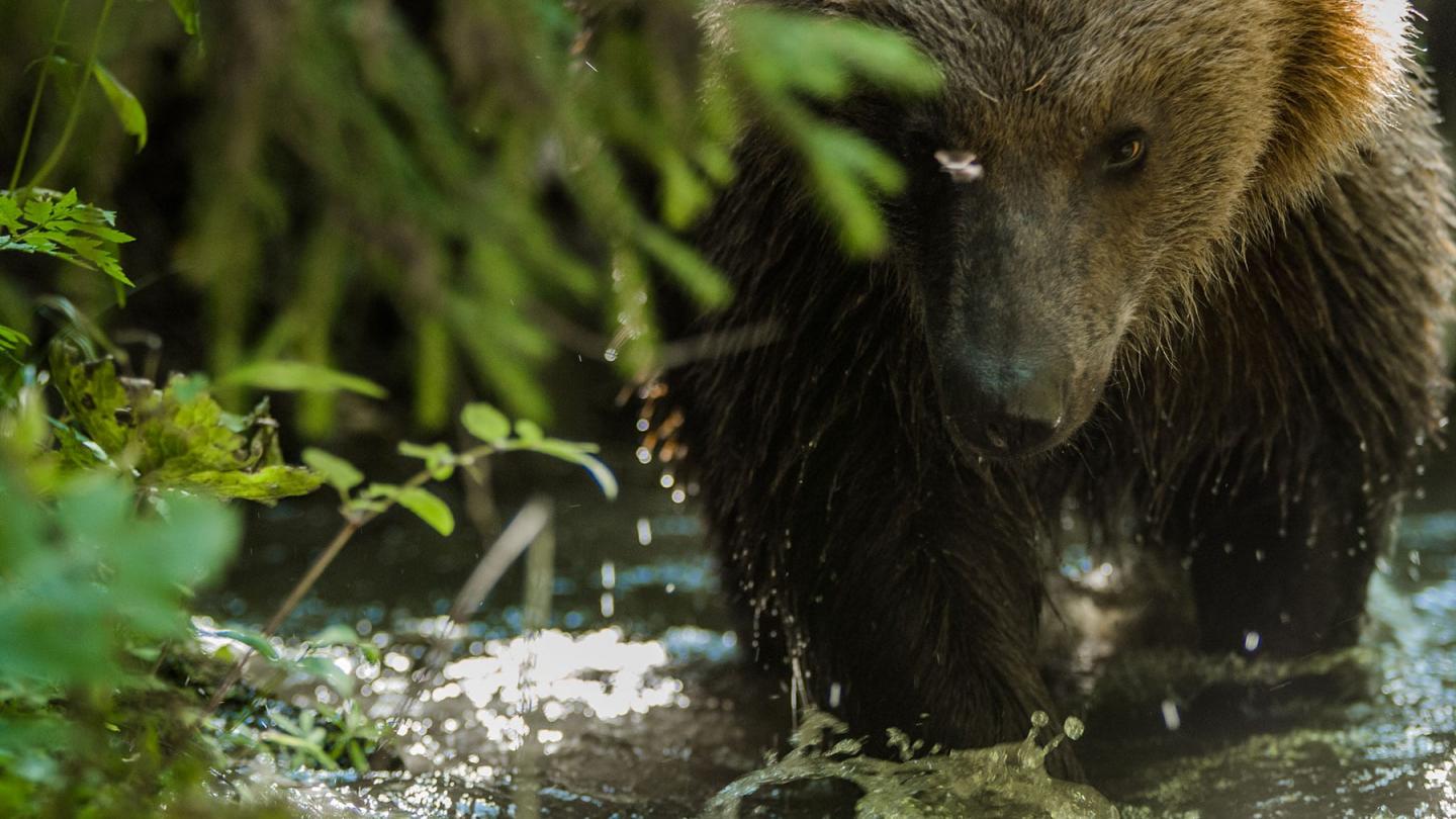 Ours brun (ursus arctos) en train de marcher dans l'eau