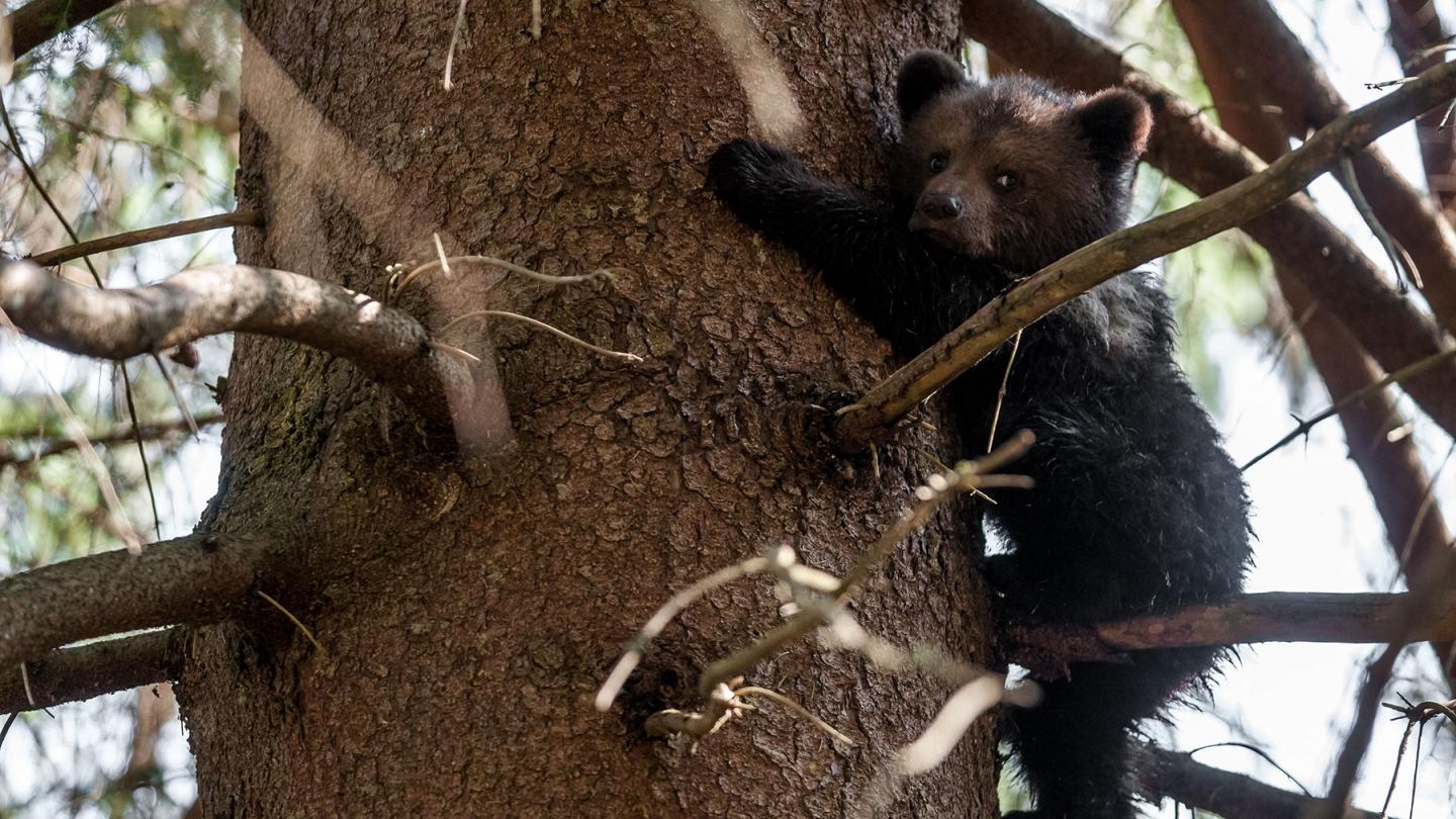Jeune ourson (ursus arctos) dans un arbre, Parc National Vel'ká Fatra (Slovaquie)