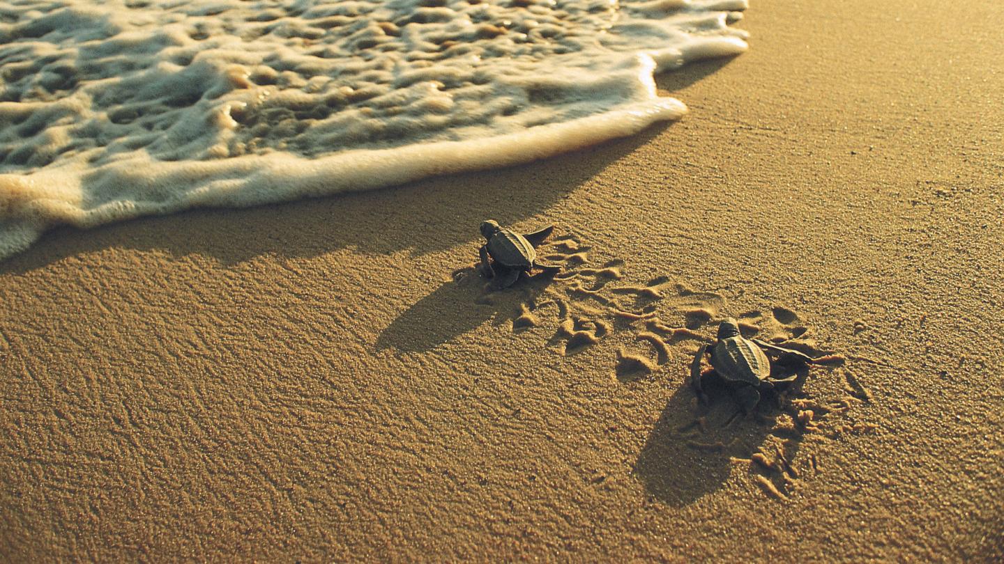Jeunes tortues luth (Dermochelys coriacea) se précipitant vers la mer (Guyane)