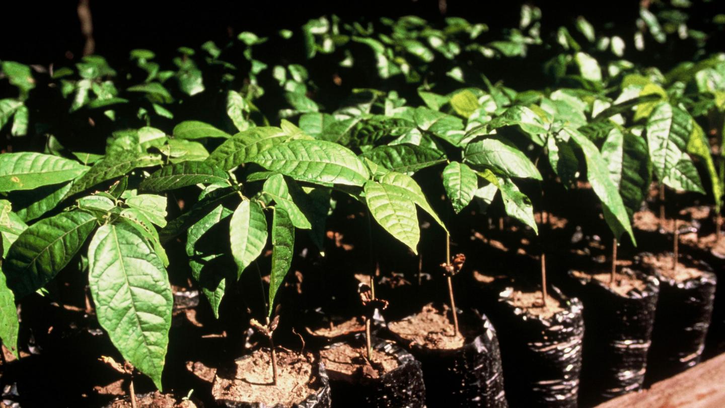 Tentative de reforestation des acajoux à grandes feuilles en Amazonie