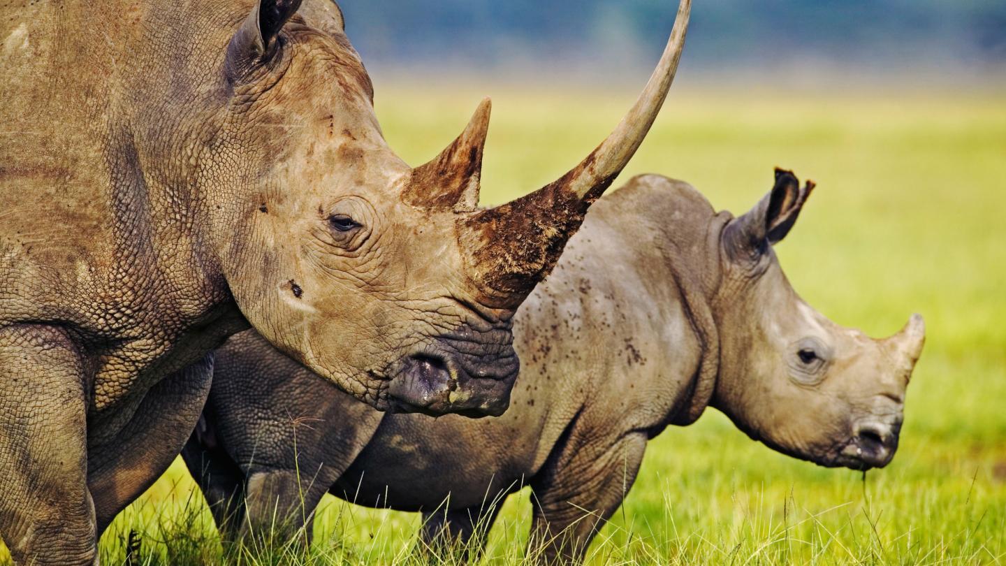 Deux rhinocéros blancs dans le parc national du Kenya