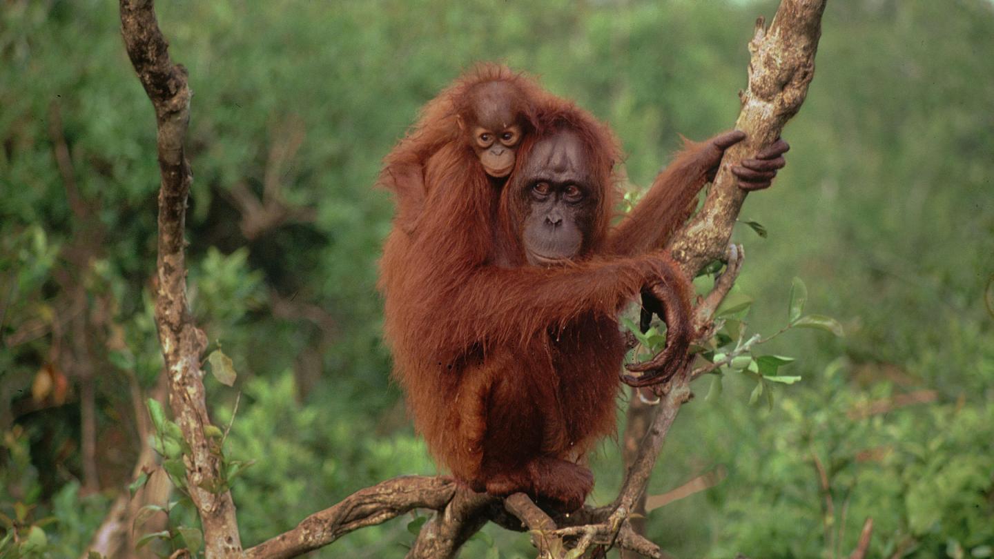 Femelle orang-outan et son petit dans les arbres à Kalimanta, Indonésie
