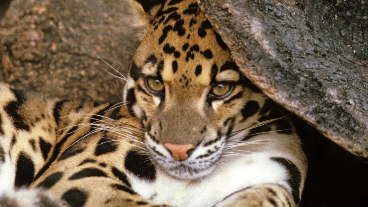 Panthère nébuleuse sous un rocher