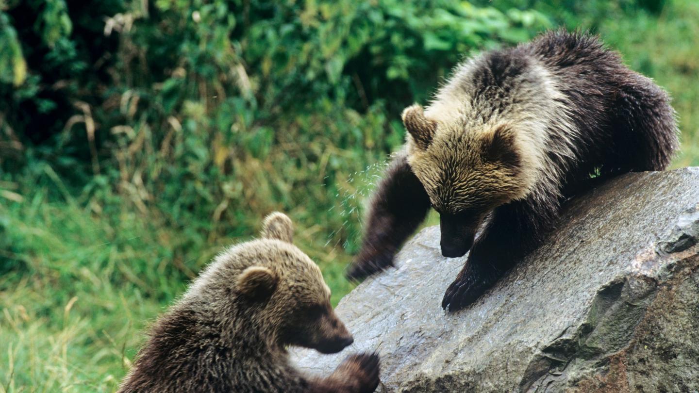 Ours bruns en train de jouer sur un rocher