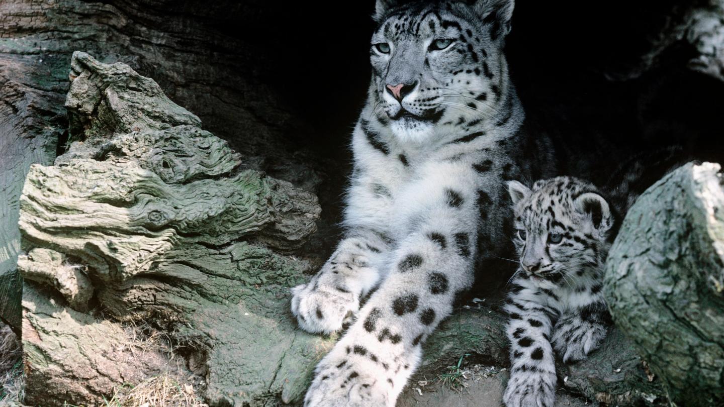 Femelle panthère des neiges et son bébé