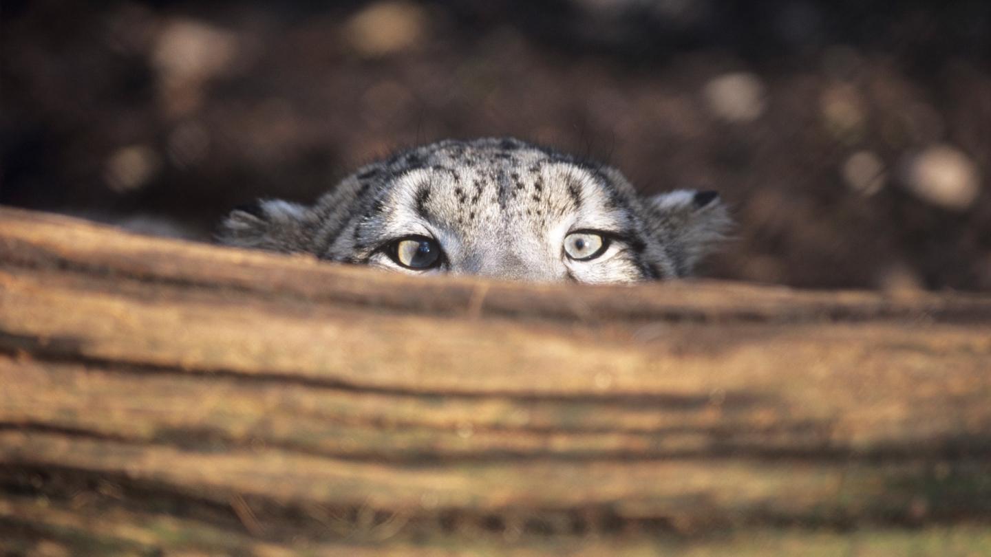 Panthère des neiges qui louche sur un rondin