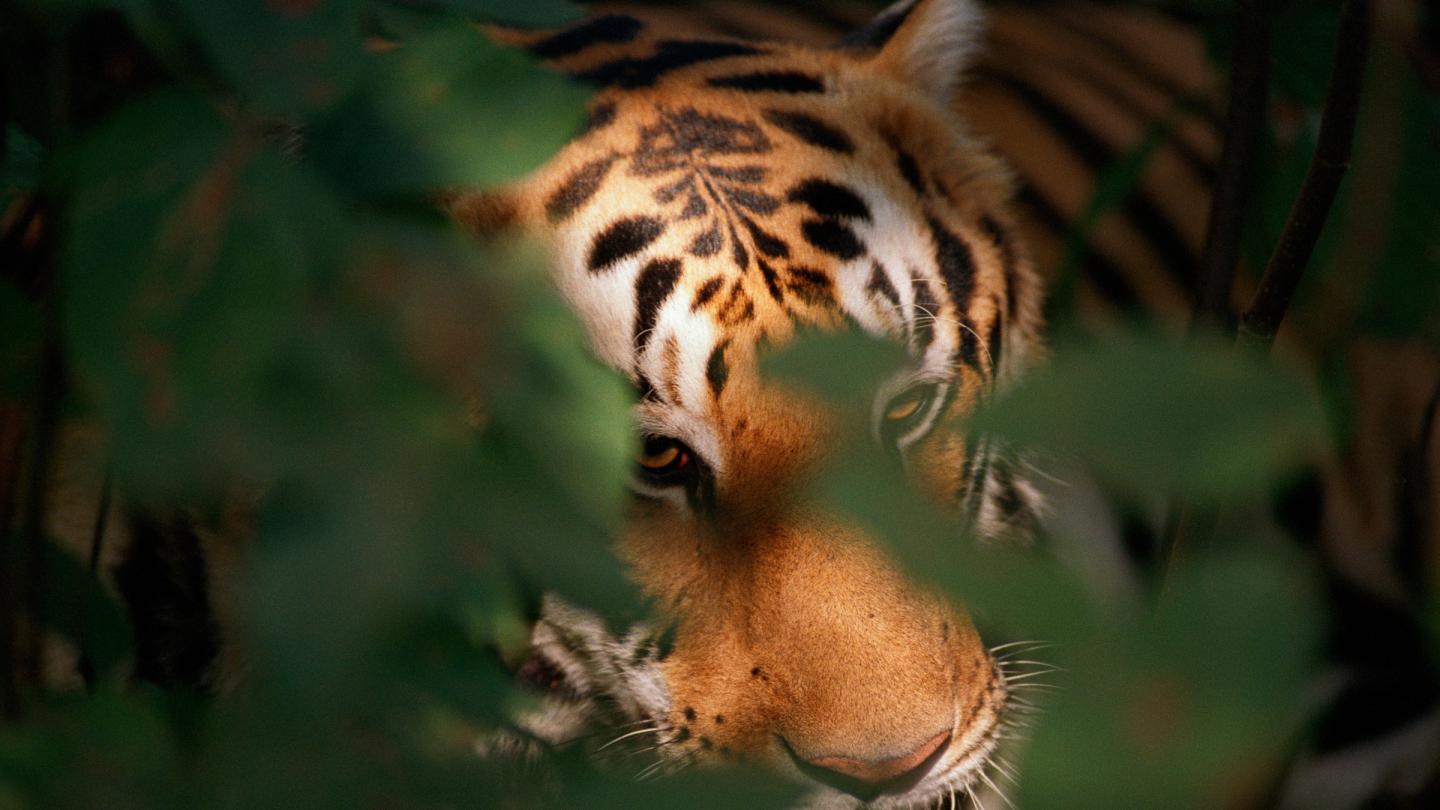 Tigre caché dans le feuillage