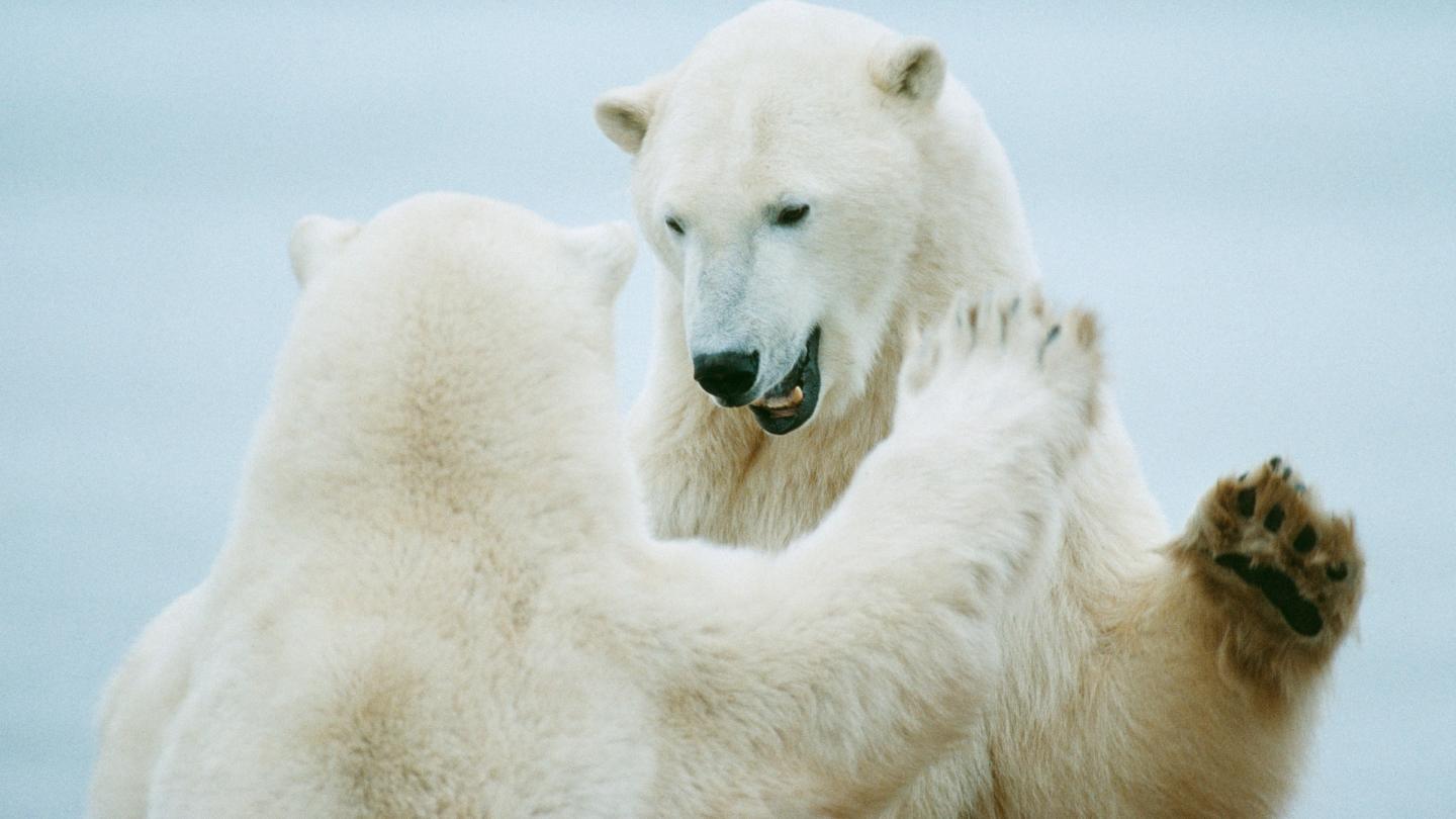 Canada : rare apparition d'un ours polaire dans le sud du pays