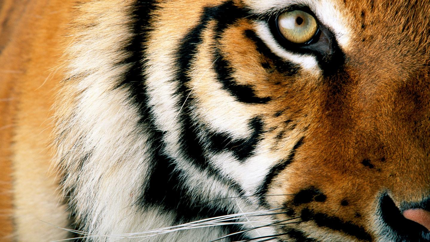 Moitié de profil d'un tigre