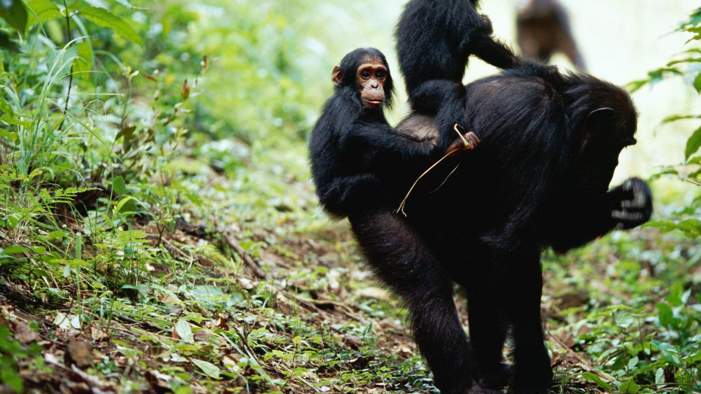 Une mère chimpanzé (Pan troglodytes) portant ses petits dans une forêt (Tanzanie)