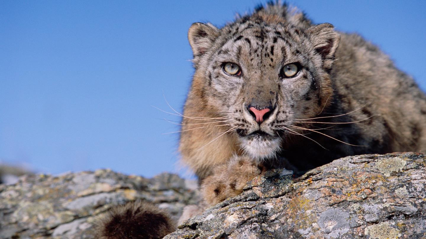 Panthère des neiges guettant sa proie