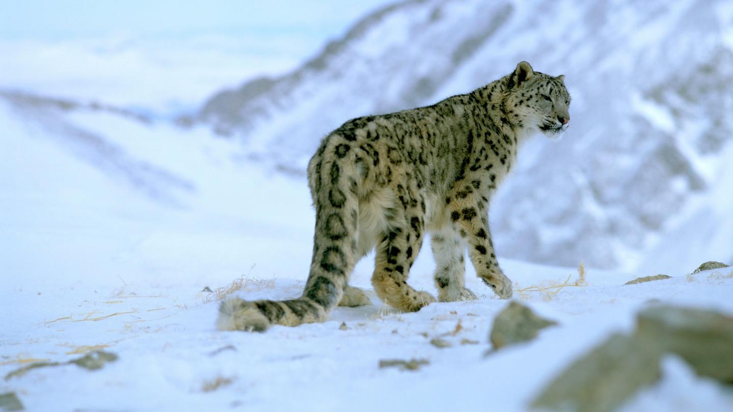 Panthère des neiges et sa longue queue