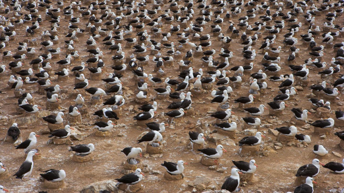 Colonie d'albatros à sourcils noirs aux îles Malouines