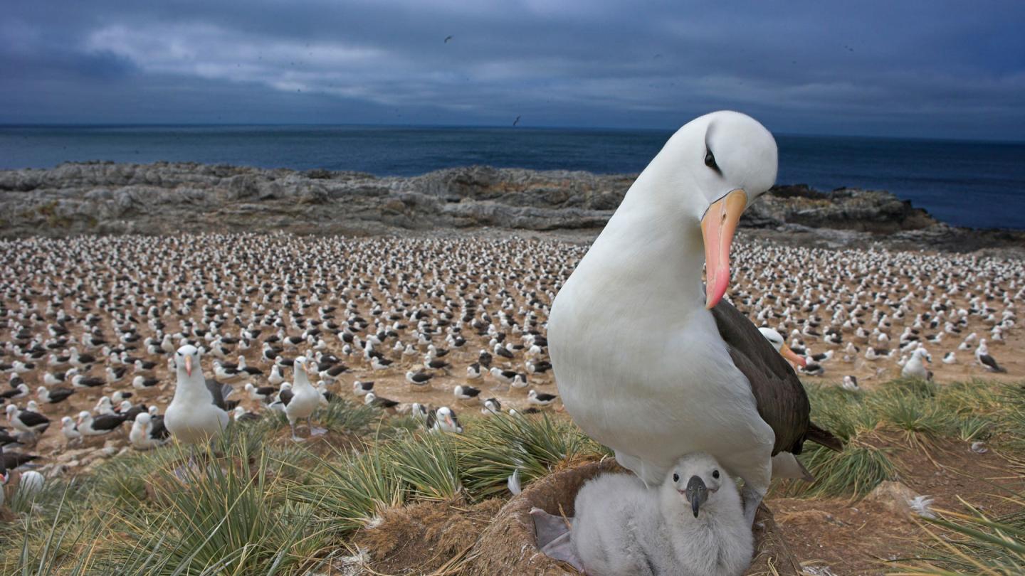 Albatros à sourcils noir et son oisillon aux îles Malouines