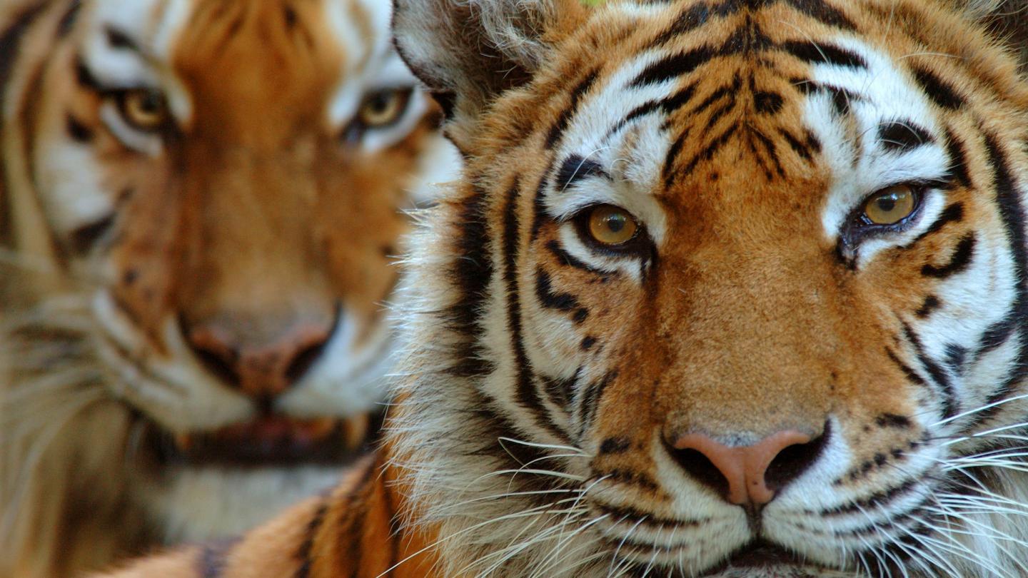 Portrait de deux tigres
