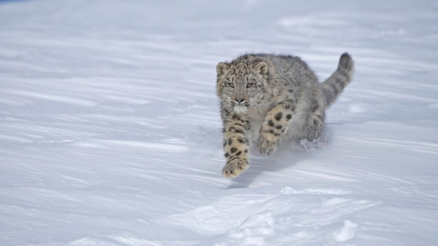 Panthère des neiges en train de bondir dans la neige