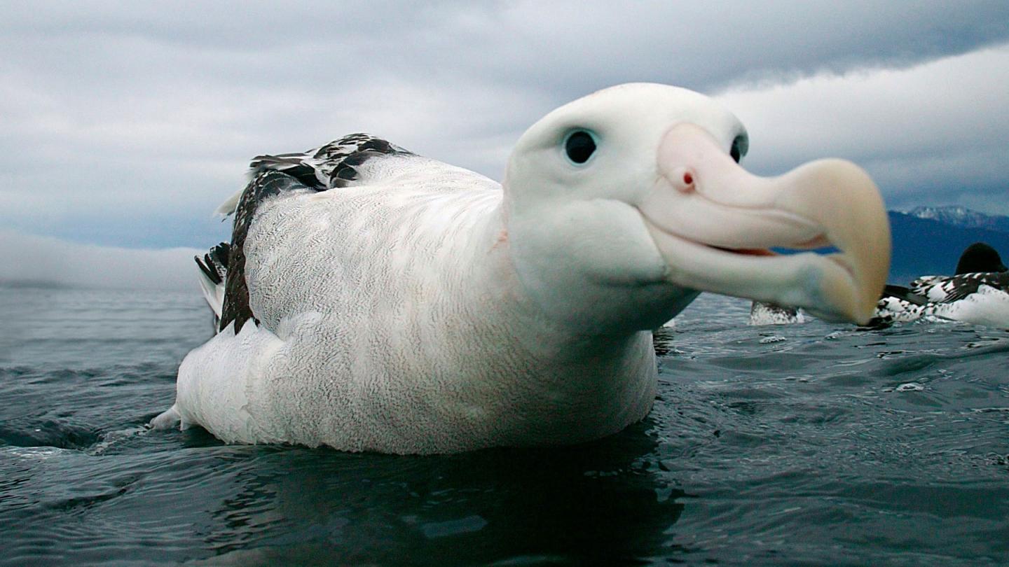 L'albatros, une espèce menacée | WWF France