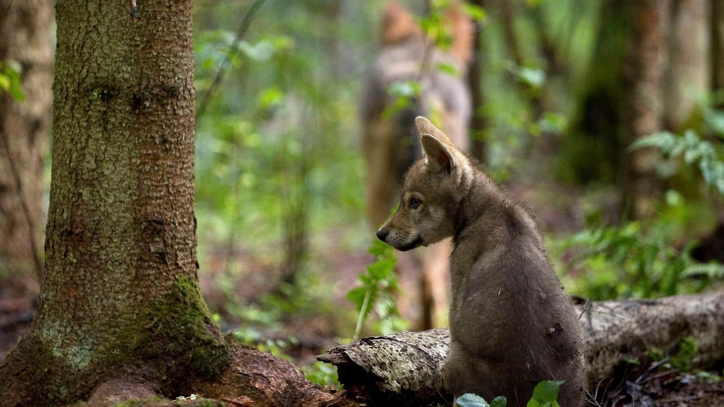 Petit loup assis dans la forêt en Russie