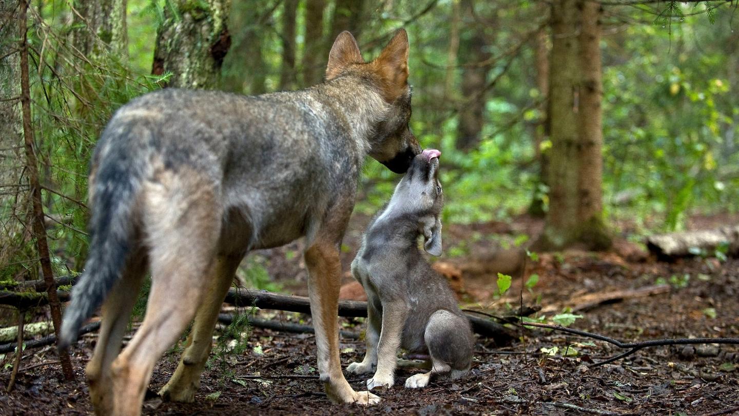 Toilettage d'un petit loup dans la forêt en Russie