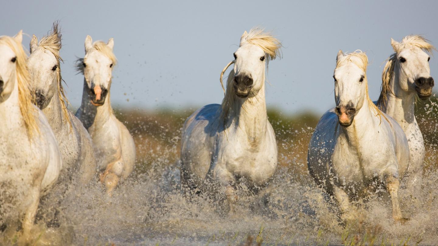 Chevaux de Camargue en train de galoper dans les marais, Camargue