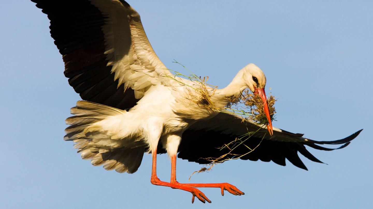 Une cignone (Ciconia Ciconia) ramène des brindilles pour constuire son nid au Parc Ornithologique du Pont de Gau (France)