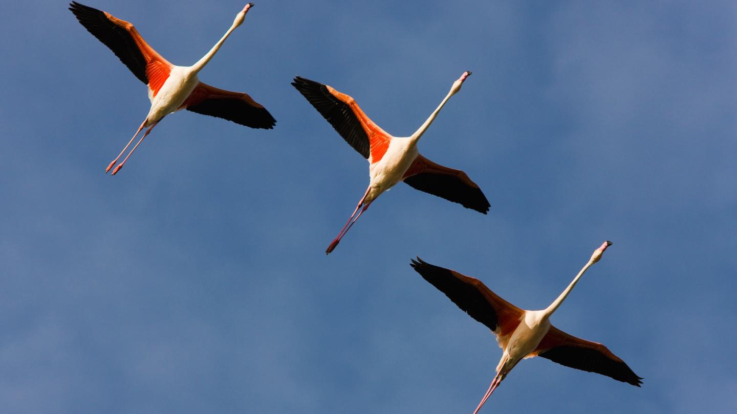 Trois flamands rose en vol (Phoenicopterus roseus)  au dessus de la Camargue