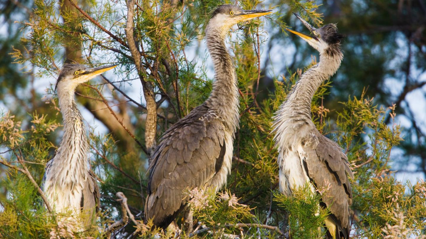 Trois hérons cendrés ((Ardea cinerea)  dans un arbre près du pont du Gard, Camargue