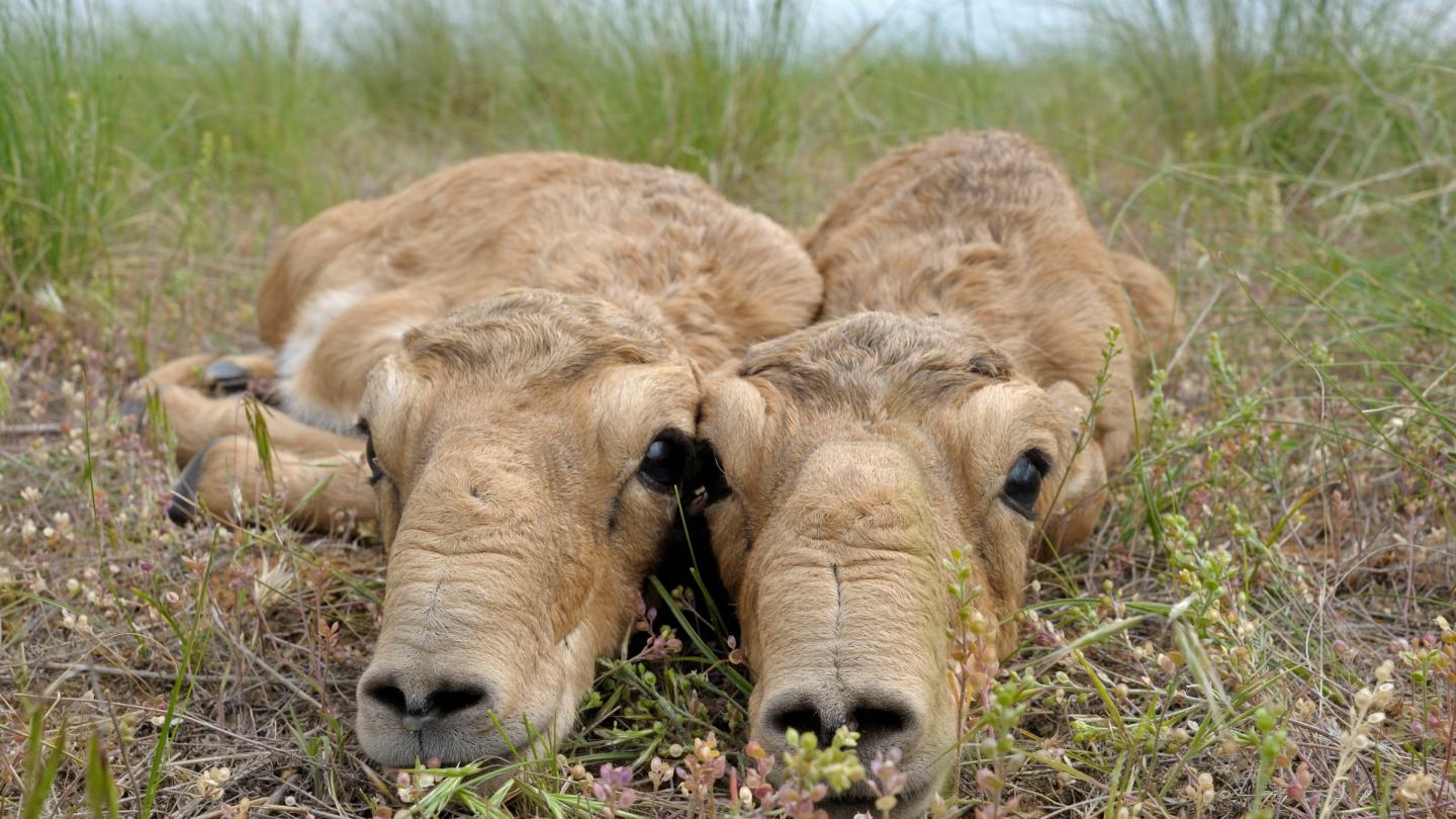 Deux antilopes Saïga côte à côte (République de Kalmoukie)