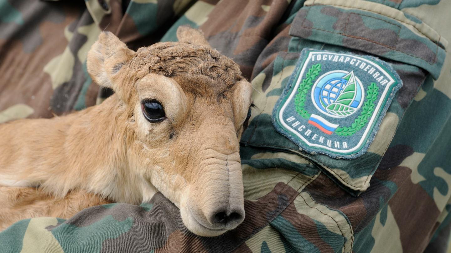 Une jeune antilope saïga dans les bras d'un employé de la réserve naturelle de Cherniye Zemii (République de Kalmoukie)