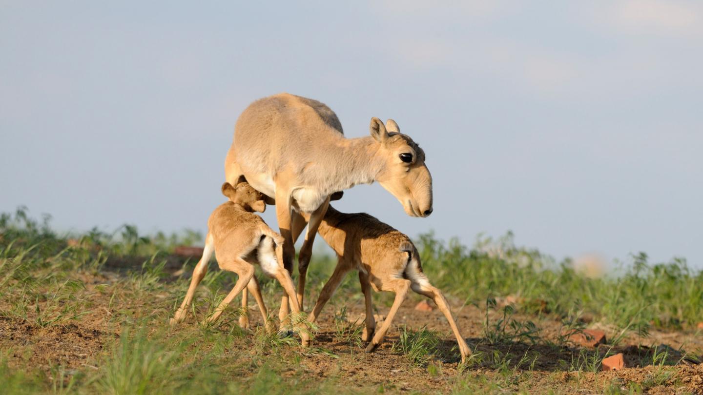Une antilope saïga nourrissant ses petits (Russie)