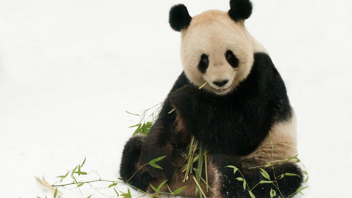 Panda géant assis dans la neige en train de manger du bambou