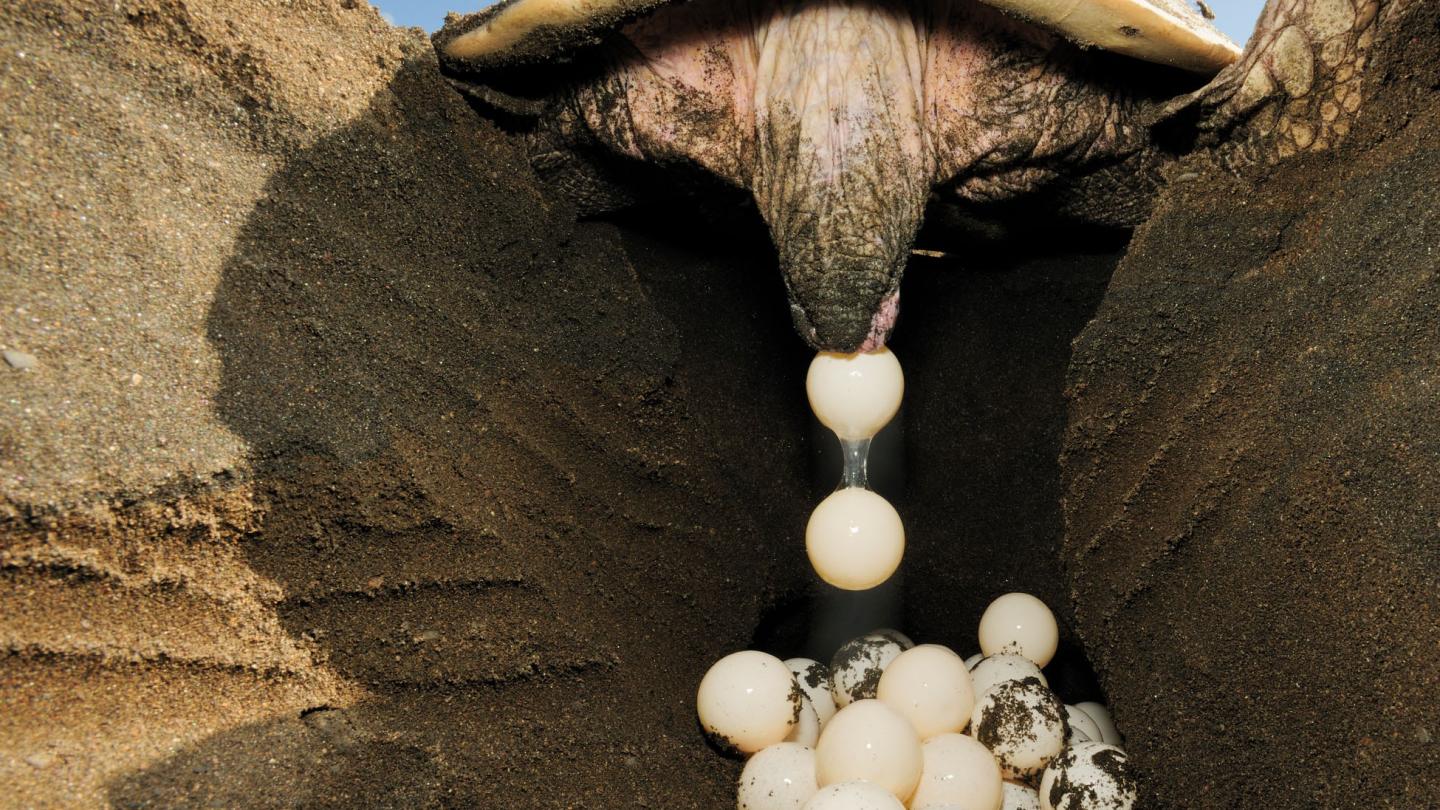 Tortue olivâtre en train de pondre sur la plage Ostional (Costa Rica)