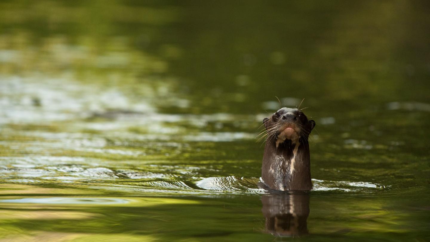 Loutre géante dans la rivière Rewa en Guyane