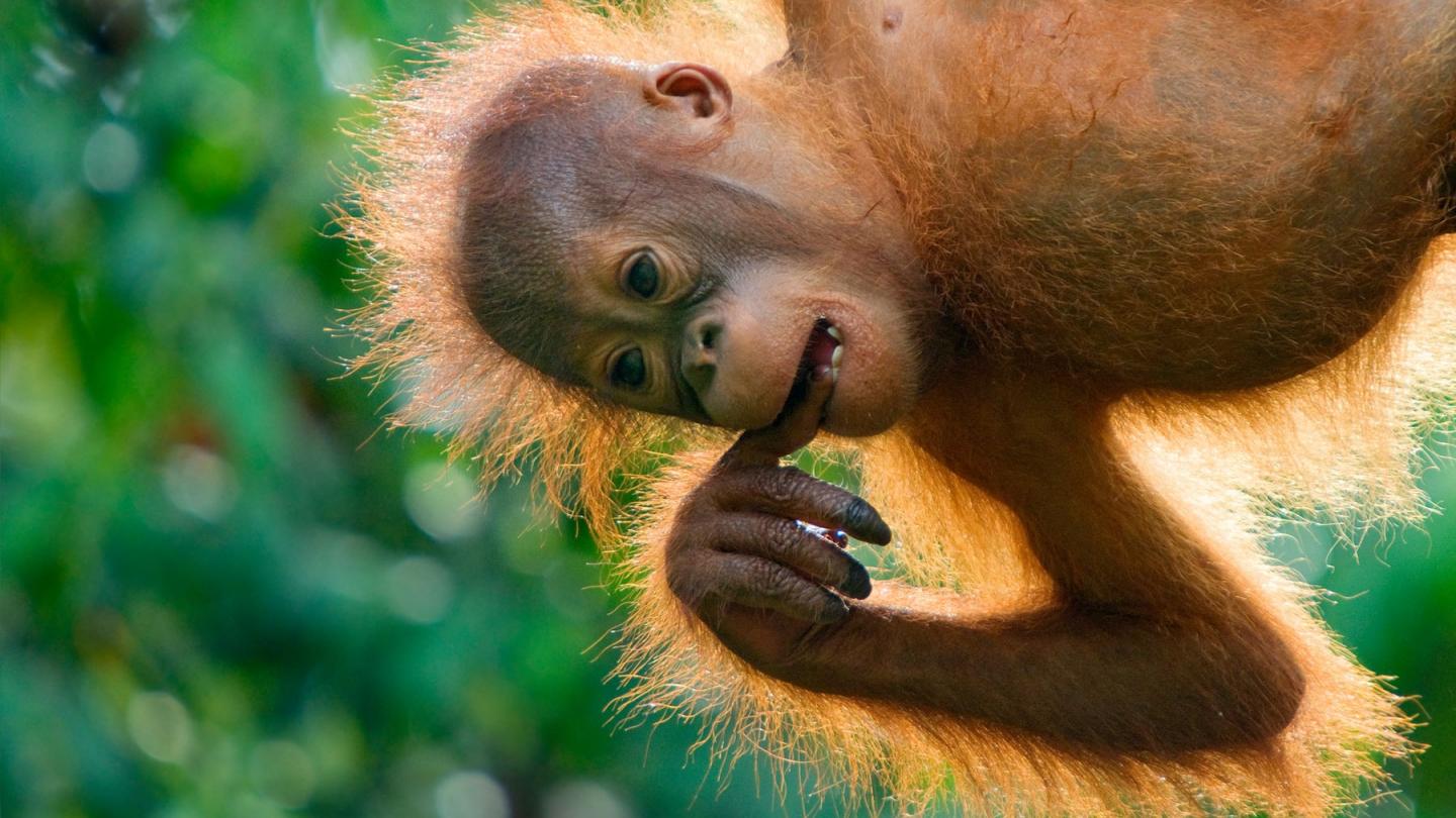 Jeune orang-outan de Bornéo suspendu à un arbre, Sarawak, Bornéo, Malaisie