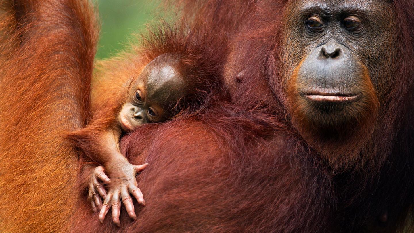 Femelle orang-outan de Bornéo (Pongo pygmaeus) et son jeune bébé dans le parc national de Tanjung Puting National Park à Bornéo (Indonesie)