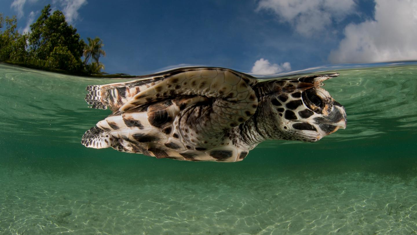 Tortue imbriquée à la surface de l'eau (Papouasie-Nouvelle-Guinée)