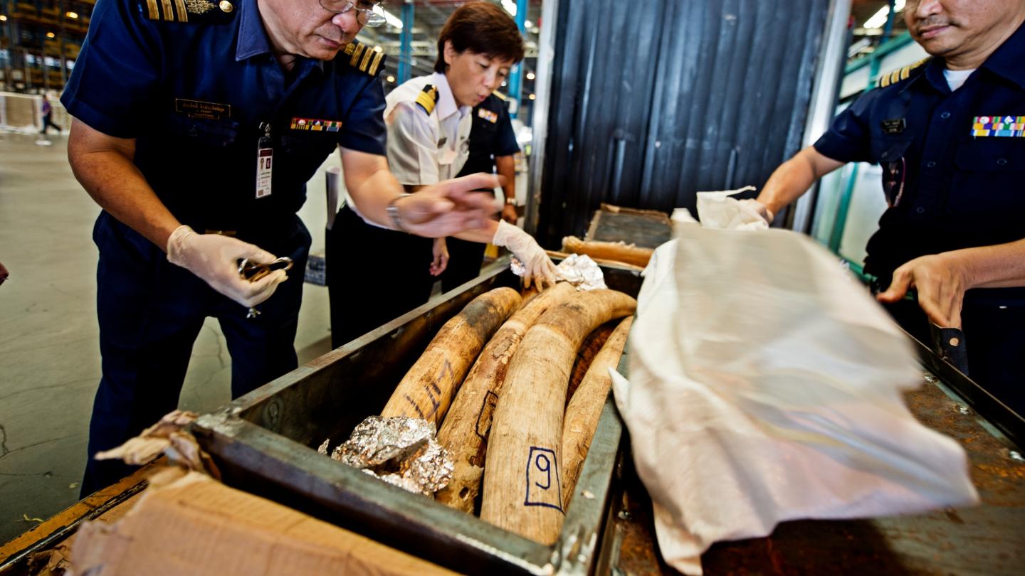 Confiscation de défenses d'éléphants en Thaïlande en provenance de la Mozambique.