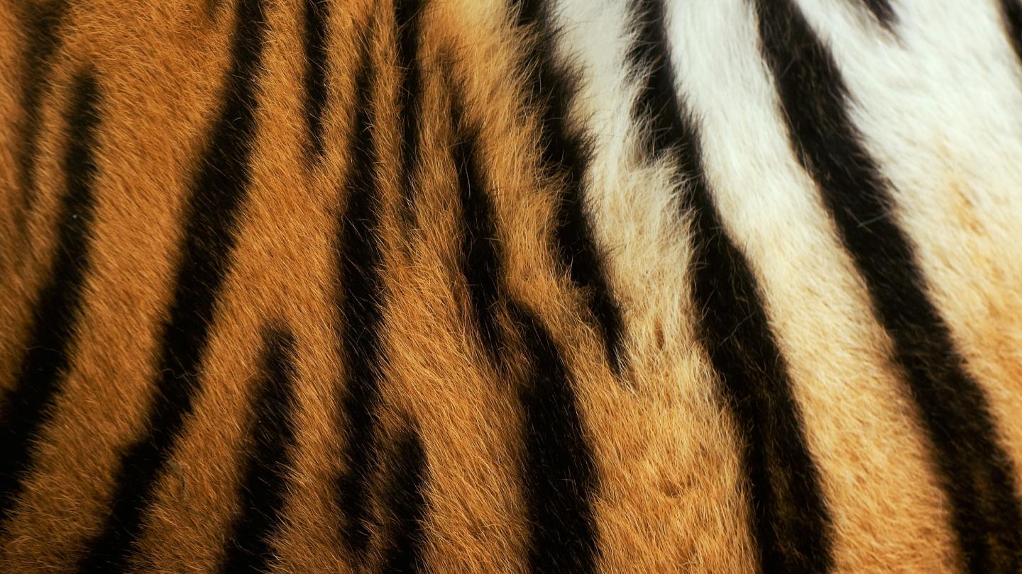 Pelage d'un tigre de Sibérie