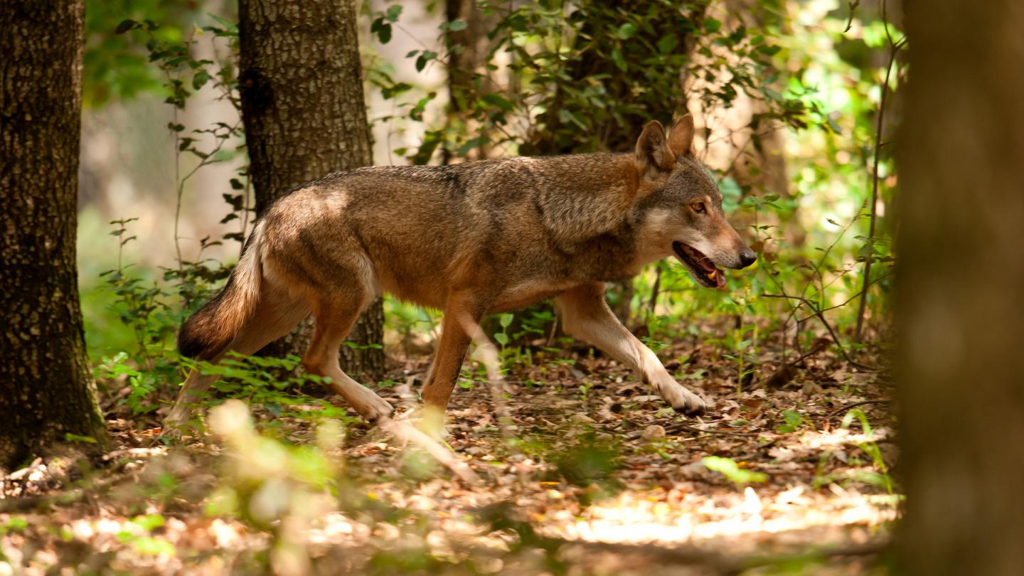 Loup se baladant dans une forêt en Italie